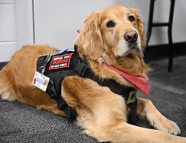 Golden retriever wearing a black service dog vest and red bandana, lying on a carpeted floor indoors.