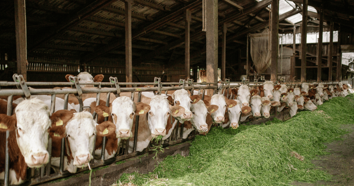 Beef cattle in stanchions eating hay