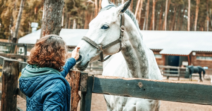 equine-management